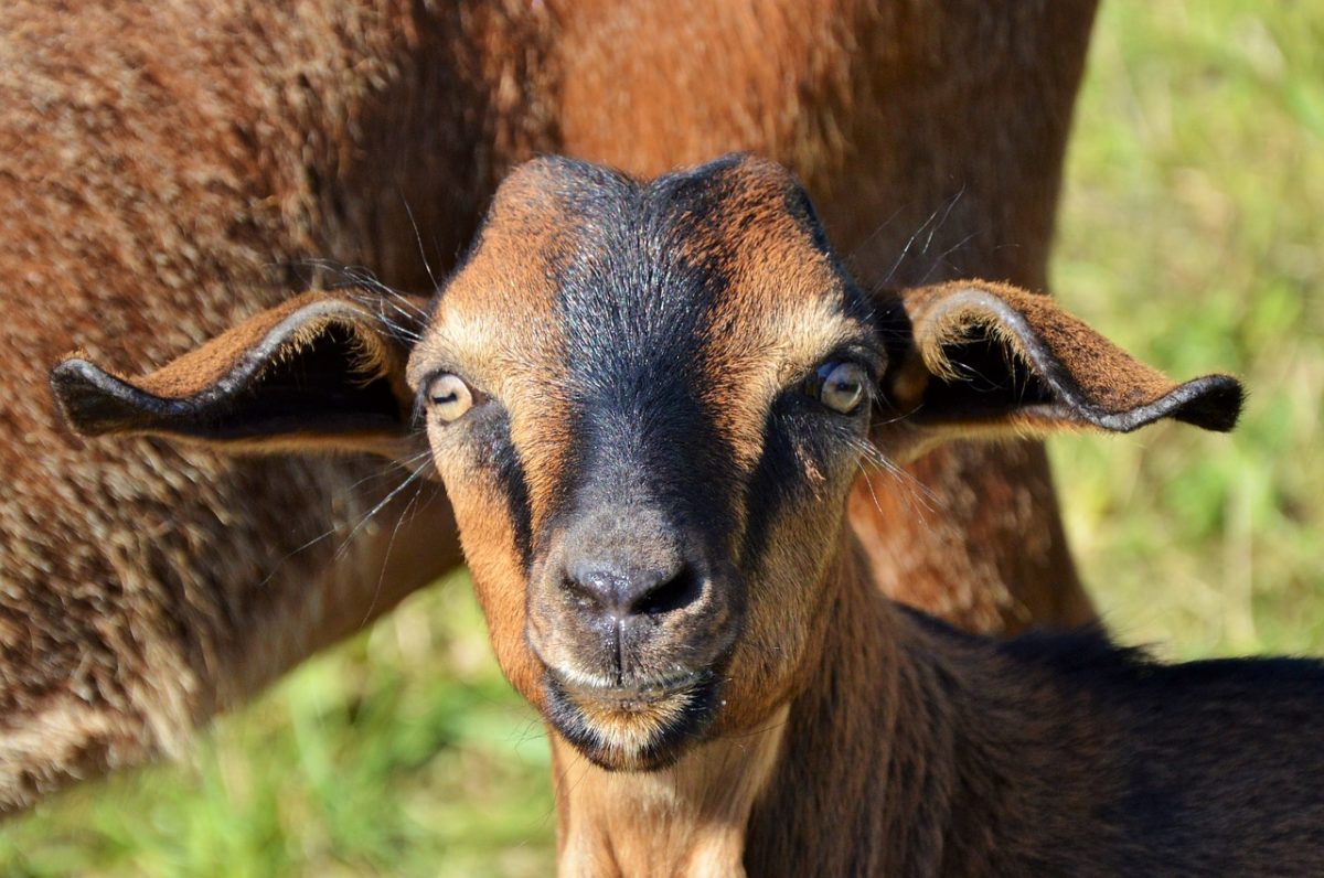 Dogs, Goats, Word Counts, and Other Assorted Critters