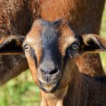 Dogs, Goats, Word Counts, and Other Assorted Critters