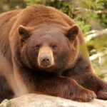 Beary Bad: The Bear who Visits Us